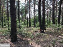 Działka budowlana Sulejówek, ul. Długa. Zdjęcie 1