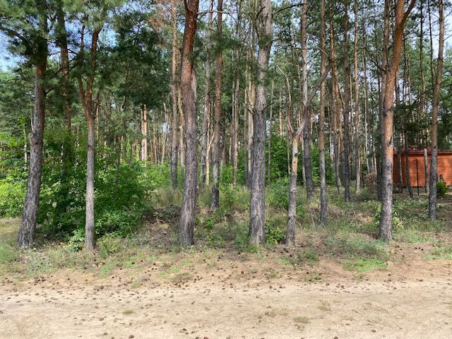 Działka leśna Anastazewo