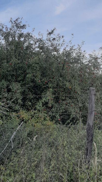 Działka rolna Kargowa. Zdjęcie 4