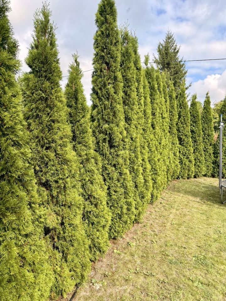 Działka rod Ciechanów. Zdjęcie 5
