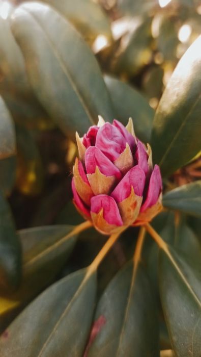 Działka rod Gdańsk Przymorze. Zdjęcie 12