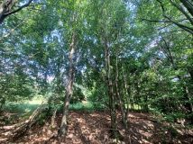 Działka budowlana Kołtki. Zdjęcie 4