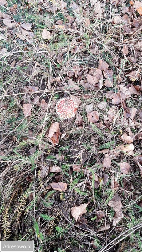 Działka rolno-budowlana Jania Góra. Zdjęcie 7