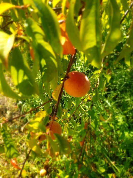 Działka rod Wrocław Fabryczna, ul. Szwajcarska. Zdjęcie 3
