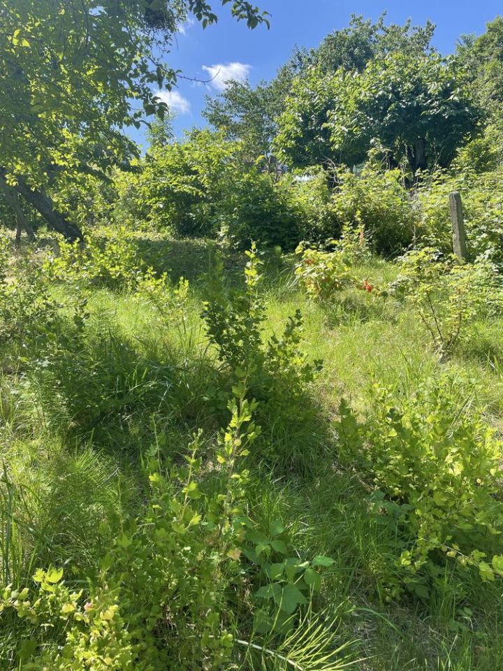 Działka rod Szczecin Golęcino, ul. Wendeńska. Zdjęcie 6