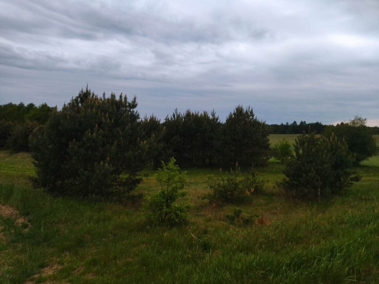 Działka budowlana Świerczyna. Zdjęcie 7