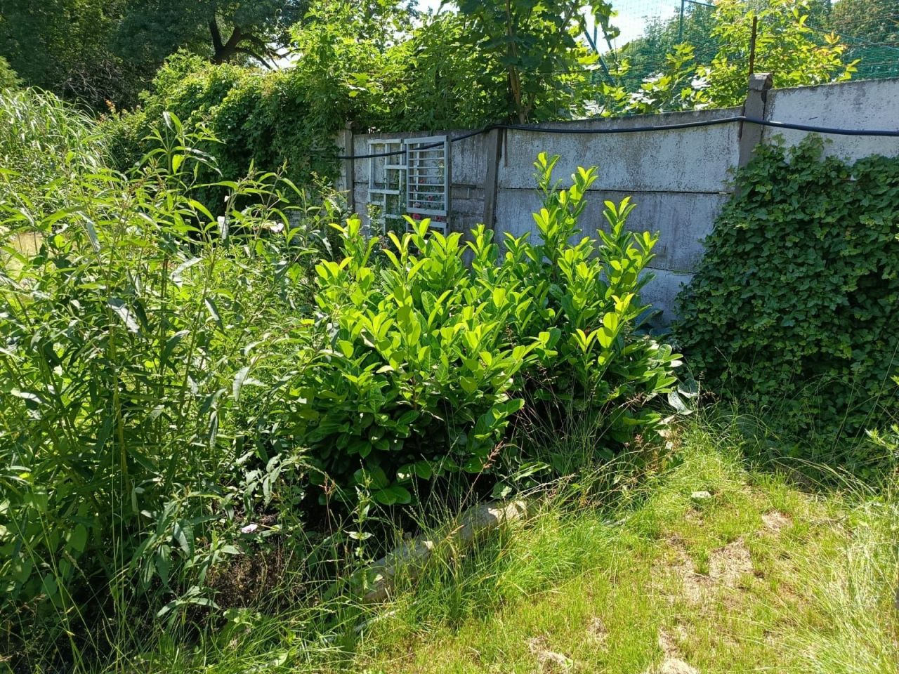 Działka rod Wrocław Krzyki, ul. Powstańców Śląskich. Zdjęcie 5