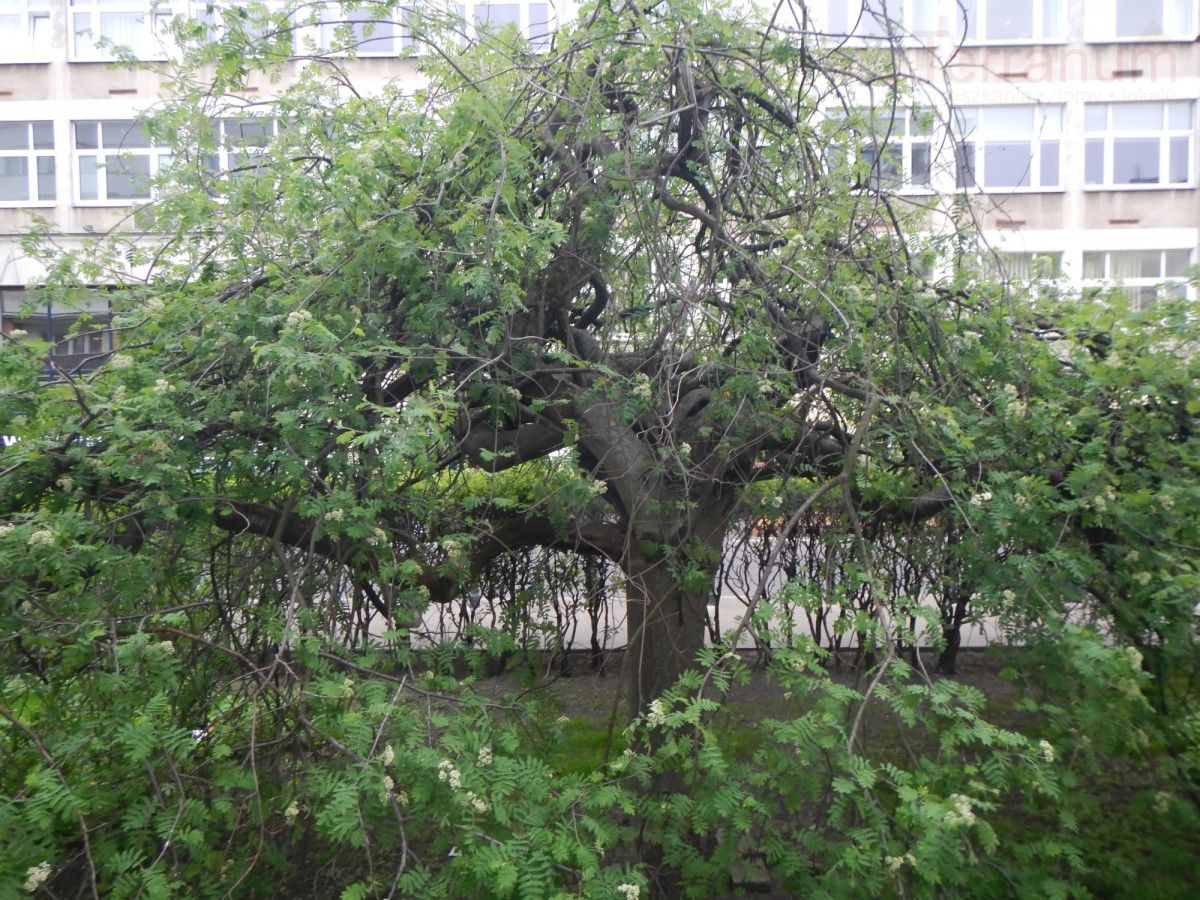 Mieszkanie 2-pokojowe Warszawa Śródmieście, ul. Świętojerska. Zdjęcie 17