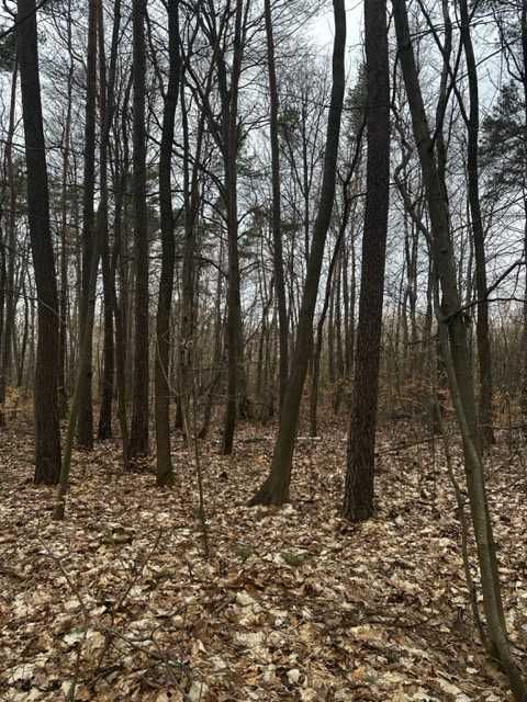 Działka leśna Budy. Zdjęcie 8