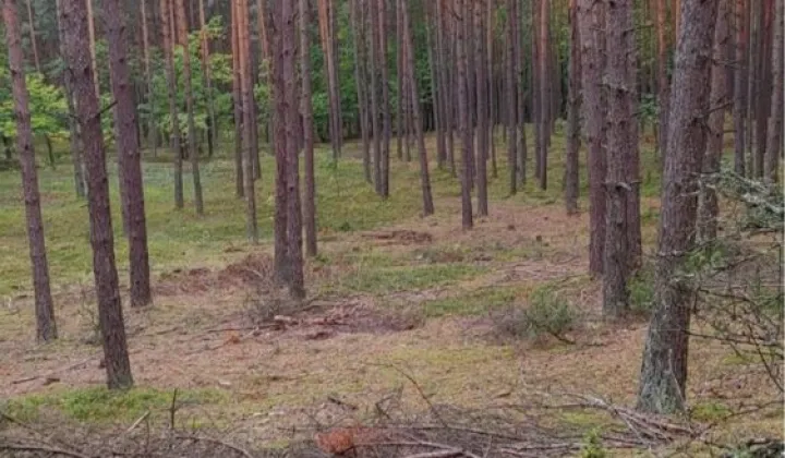 Działka leśna Siwianka