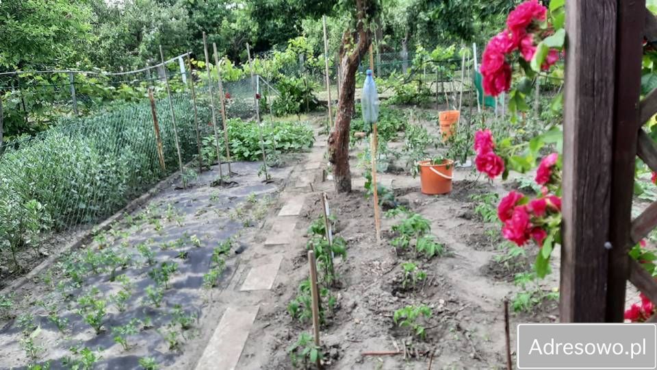 Działka rod Szczecin Pomorzany, ul. Białowieska. Zdjęcie 6