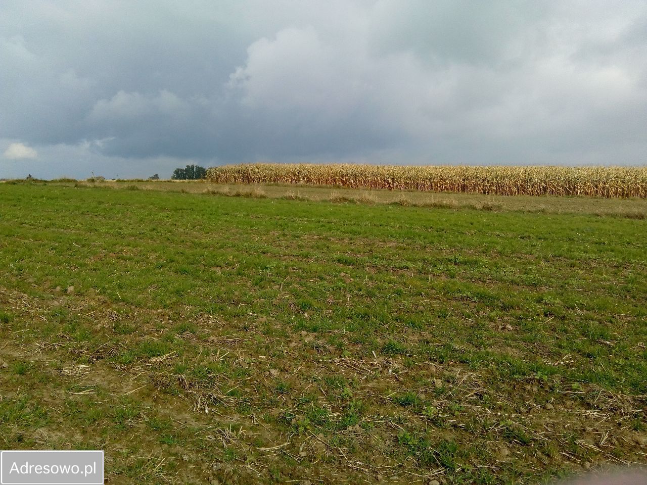 Działka siedliskowa Piotrowice Kolonia. Zdjęcie 5