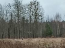 Działka budowlana Siemianówka Pręty. Zdjęcie 2