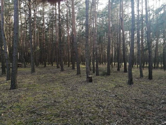 Działka leśna Kębłowo. Zdjęcie 1