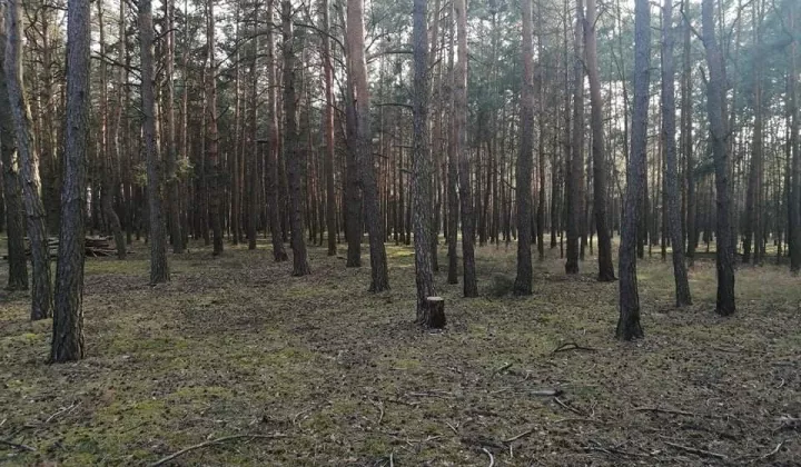 Działka leśna Kębłowo