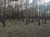 Działka leśna Kębłowo