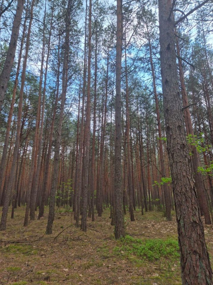 Działka leśna Skrzynki. Zdjęcie 2