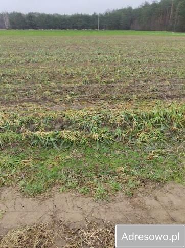 Działka rekreacyjna Napiórki Butne. Zdjęcie 4