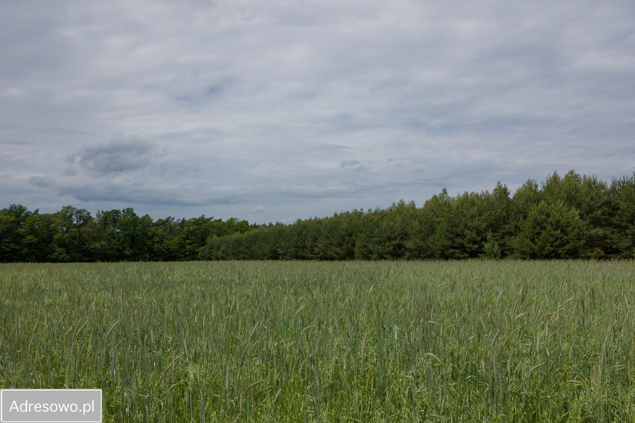 Działka Zofijówka. Zdjęcie 5