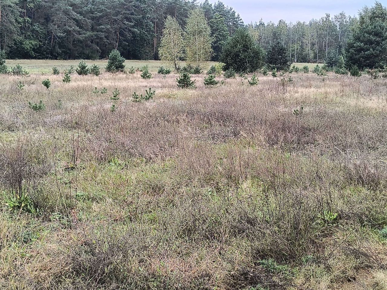 Działka rekreacyjna Dzbądzek. Zdjęcie 7
