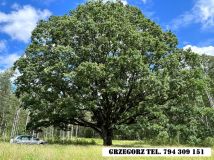 Działka rolna Dzierniakowo