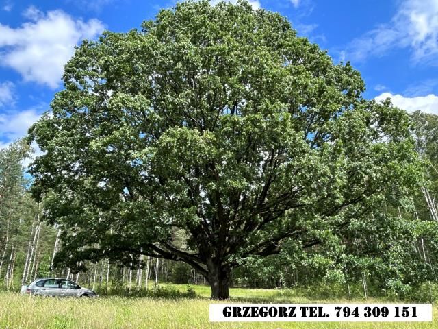 Działka rolna Dzierniakowo