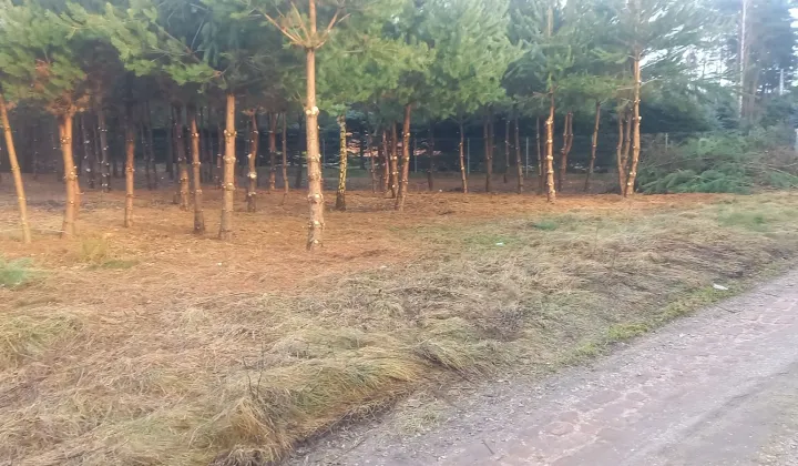 Działka budowlana Niwy
