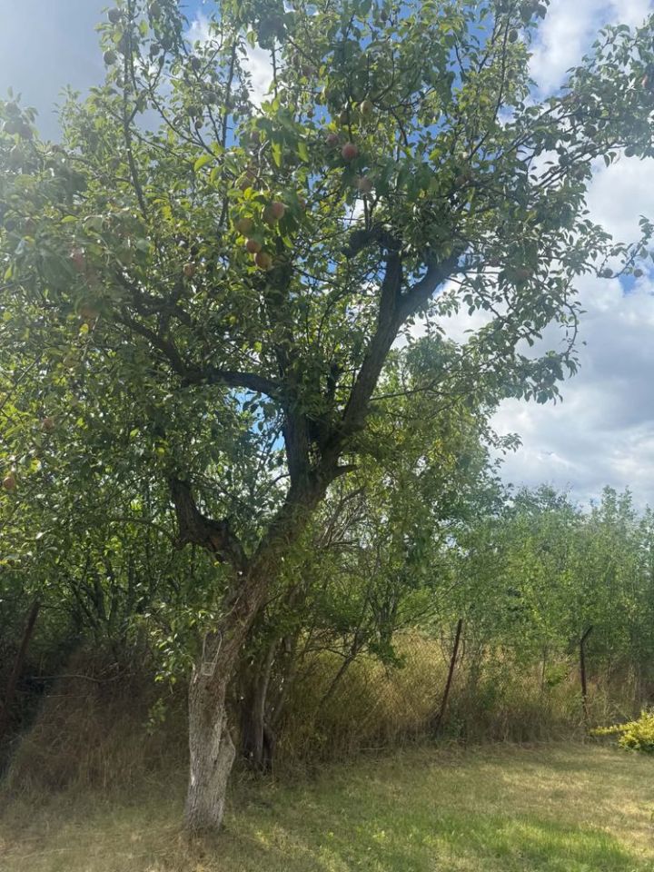Działka rod Gniezno, ul. Franklina Roosevelta. Zdjęcie 4