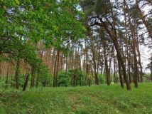 Działka leśna Laski. Zdjęcie 4