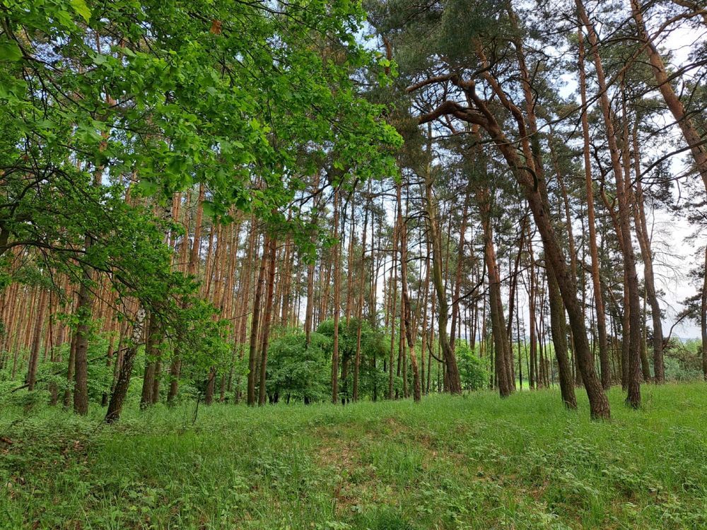 Działka leśna Laski. Zdjęcie 5