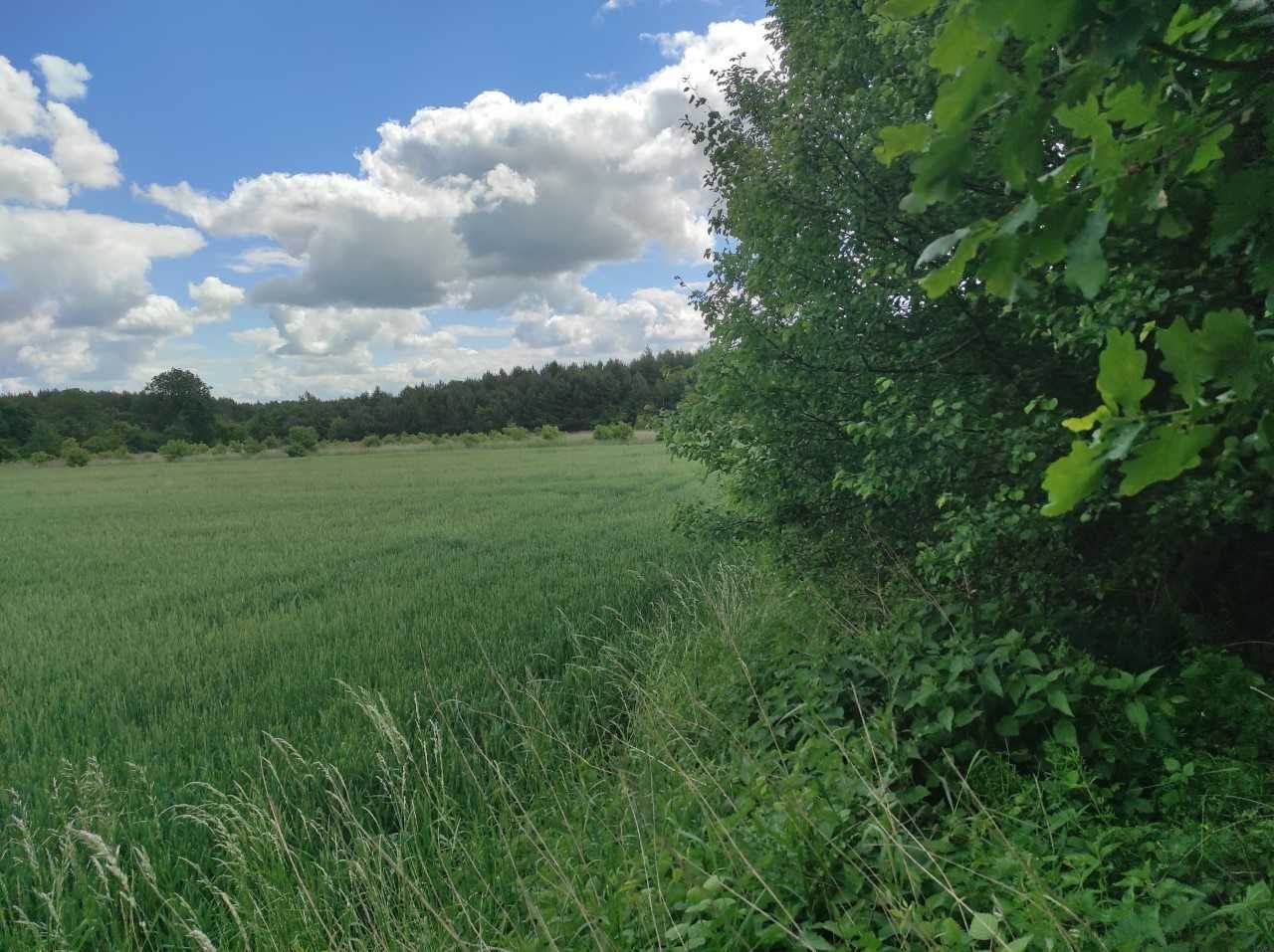 Działka rolna Szaszorowice. Zdjęcie 2