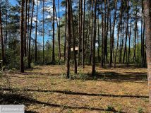 Działka leśna Wilków Polski. Zdjęcie 2