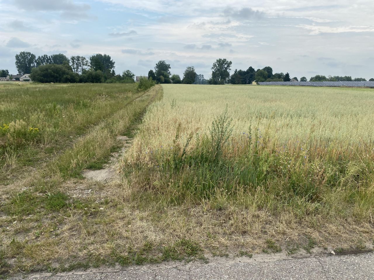 Działka rolno-budowlana Szczawin Borowy-Wieś. Zdjęcie 8
