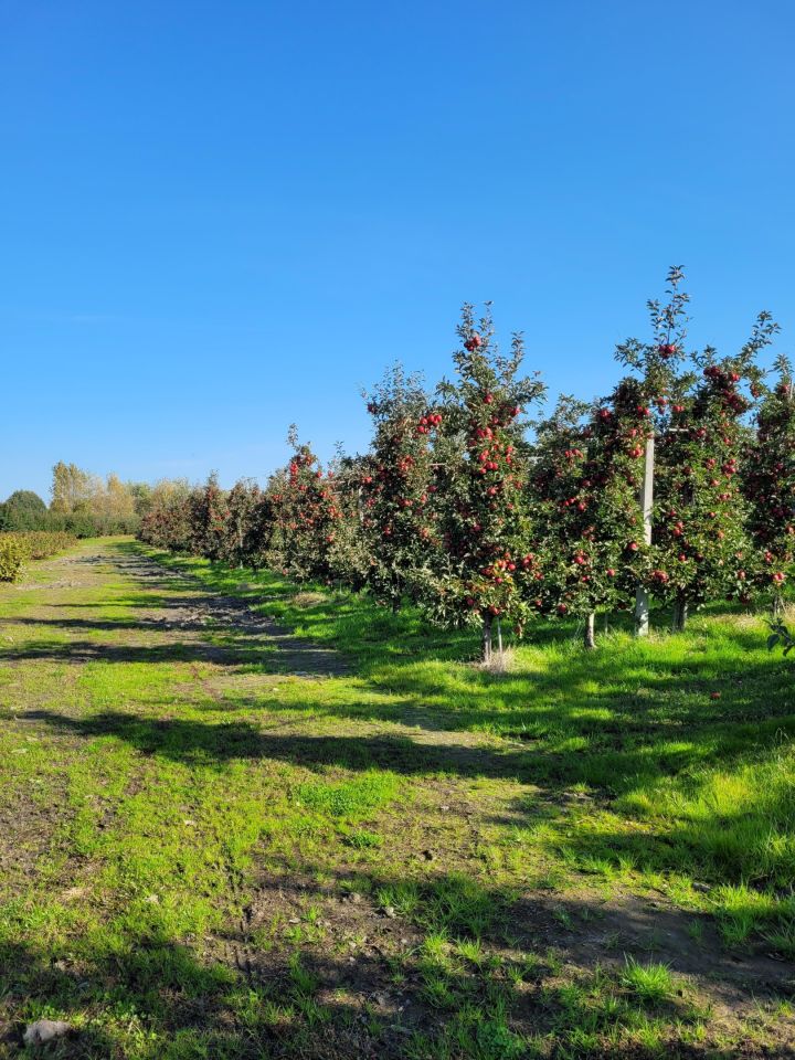 Działka rolno-budowlana Zakrzów. Zdjęcie 6