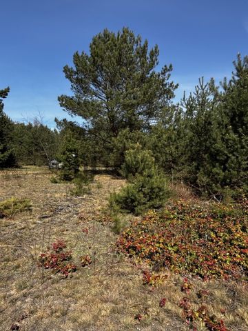 Działka rekreacyjna Dzbądzek. Zdjęcie 8