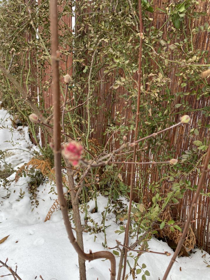 Działka rod Gliwice Stare Gliwice, ul. Józefa Sowińskiego. Zdjęcie 9