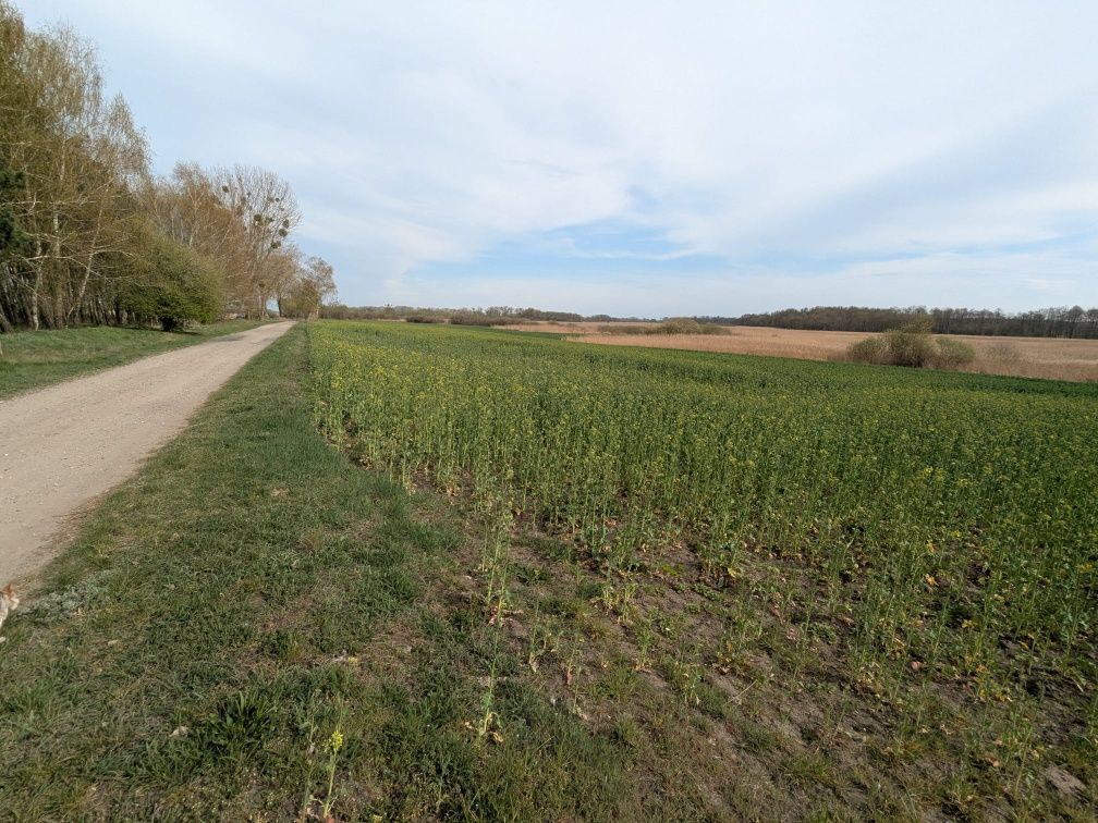 Działka rolno-budowlana Zgierzynka