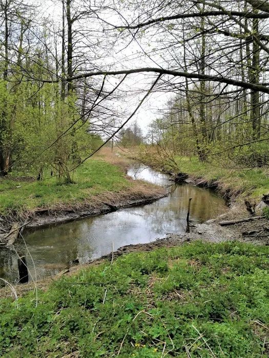 Działka rolno-budowlana Biała Rawska, ul. Topolowa. Zdjęcie 3