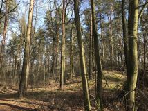 Działka budowlana Siedlce. Zdjęcie 2