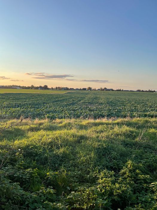 Działka budowlana Jabłonna Druga. Zdjęcie 7