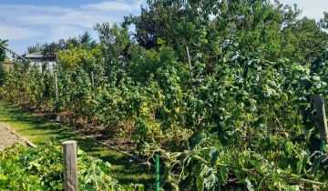 Działka rod Kobyla Góra, ul. Ogrodowa