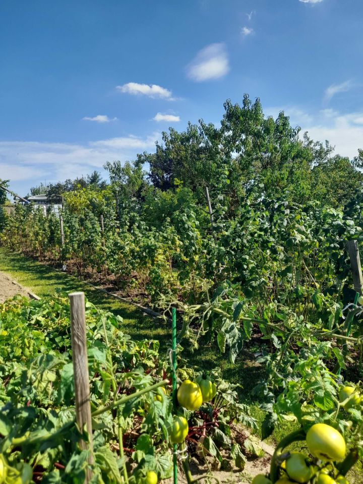 Działka rod Kobyla Góra, ul. Ogrodowa. Zdjęcie 2