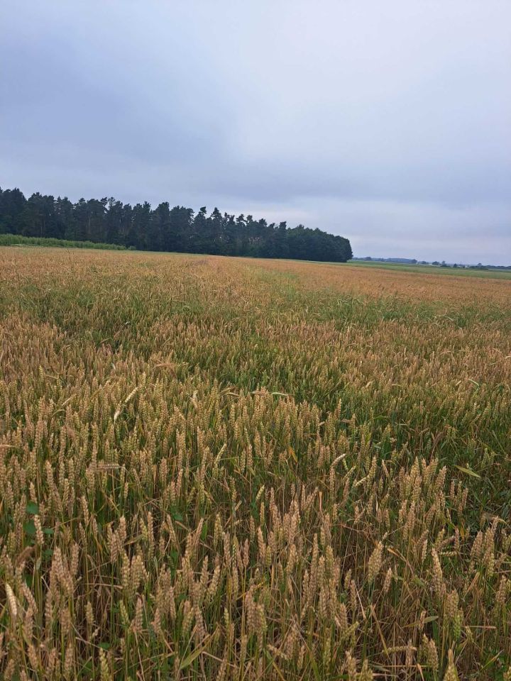 Działka rolna Warblewo. Zdjęcie 2