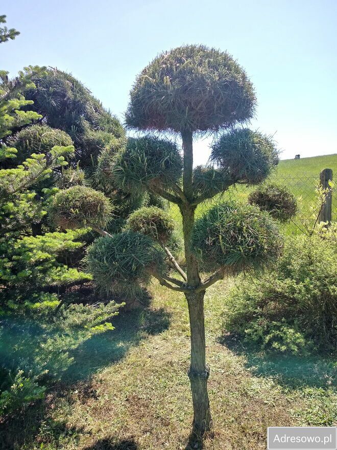 Działka budowlana Orzyny. Zdjęcie 11