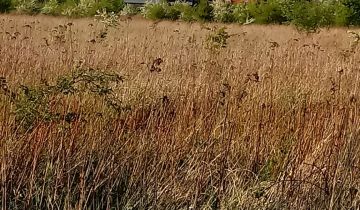 Działka budowlana Wrocław Strachowice, ul. Widłakowa