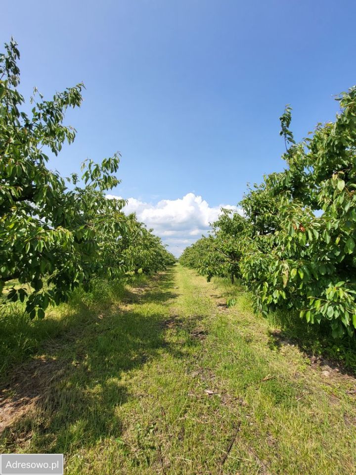 Działka rolna Stefanków. Zdjęcie 8