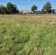 Działka budowlana Żenichów. Zdjęcie 4