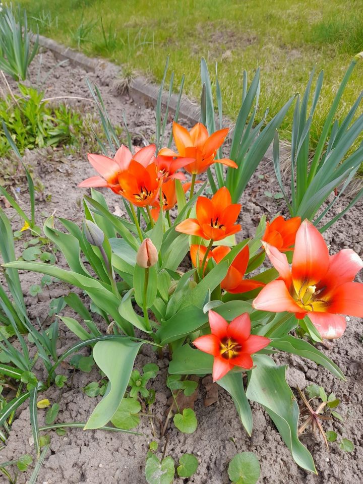 Działka rod Lubin, ul. Spacerowa. Zdjęcie 3