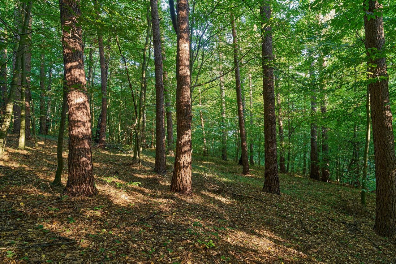 Działka leśna Humniska Jakla Duża. Zdjęcie 9
