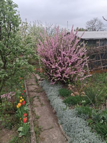 Działka rod Kwidzyn, ul. Józefa Hallera. Zdjęcie 1